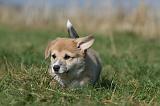 CORGI PEMBROKE 1153